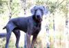 Weim Rescue - Drake 010